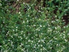 Small, fine-textured plant with 100s of tiny white flowers.