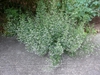 Small, fine-textured plant with 100s of tiny white flowers.