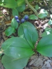 Clintonia borealis
