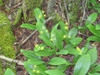 Clintonia borealis