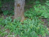 leaves and flowers