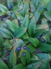 leaves and flowers