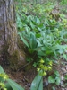 leaves and flowers