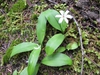 Leaves
