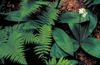 leaves and flowers
