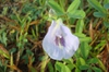 Flower close up