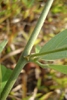 Stem
