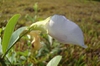 Flower Bud