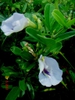 Flower and leaves