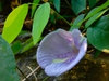 leaves and flowers
