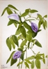 leaves and flowers