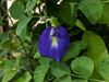 leaves and flowers
