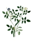 leaves and flowers