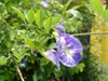 leaves and flowers