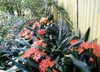 leaves and flowers