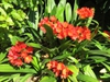 leaves and flowers