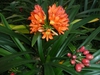 Form