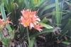 Clivia miniata Regel, flowes and leaves