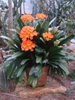 leaves and flowers