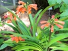 leaves and flowers