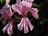 Close up on pink flowers with 2 dorsal petals with pink lines