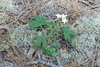 Form in bloom (Bladen County, NC)-Early Summer