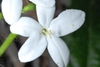 White flower close-up (Bladen County, NC)-Early Summer