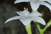 Side view of flower (Bladen County, NC)-Early Summer