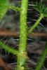 Stinging hairs on stem (Bladen County, NC)-Early Summer