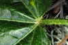 Leaves with stinging hairs (Bladen County, NC)-Early Summer