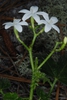 Cyme of flowers Cnidoscolus stimulosus