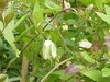 leaves and flowers
