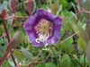 leaves and flower