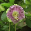 leaves and flower