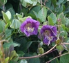 leaves and flowers