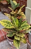 dark green leaves variegated with yellow and pink