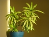 Potted plant with yellow speckled, narrow leaves.
