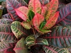 Codiaeum variegatum