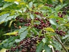 Coffea arabica 