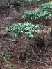 Coffea arabica habit