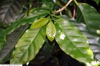 leaves