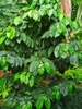 leaves and flowers