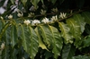 Coffea arabica flowering