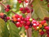 Coffea arabica fruit