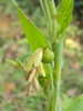 leaves and flowers