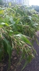leaves and flowers