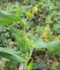 leaves and flowers