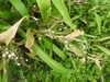 leaves and flowers