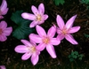 Colchicum spp.