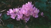 Colchicum spp.